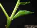Close-ups of Sara Orange-Tip butterfly pupa, and cremaster attachment